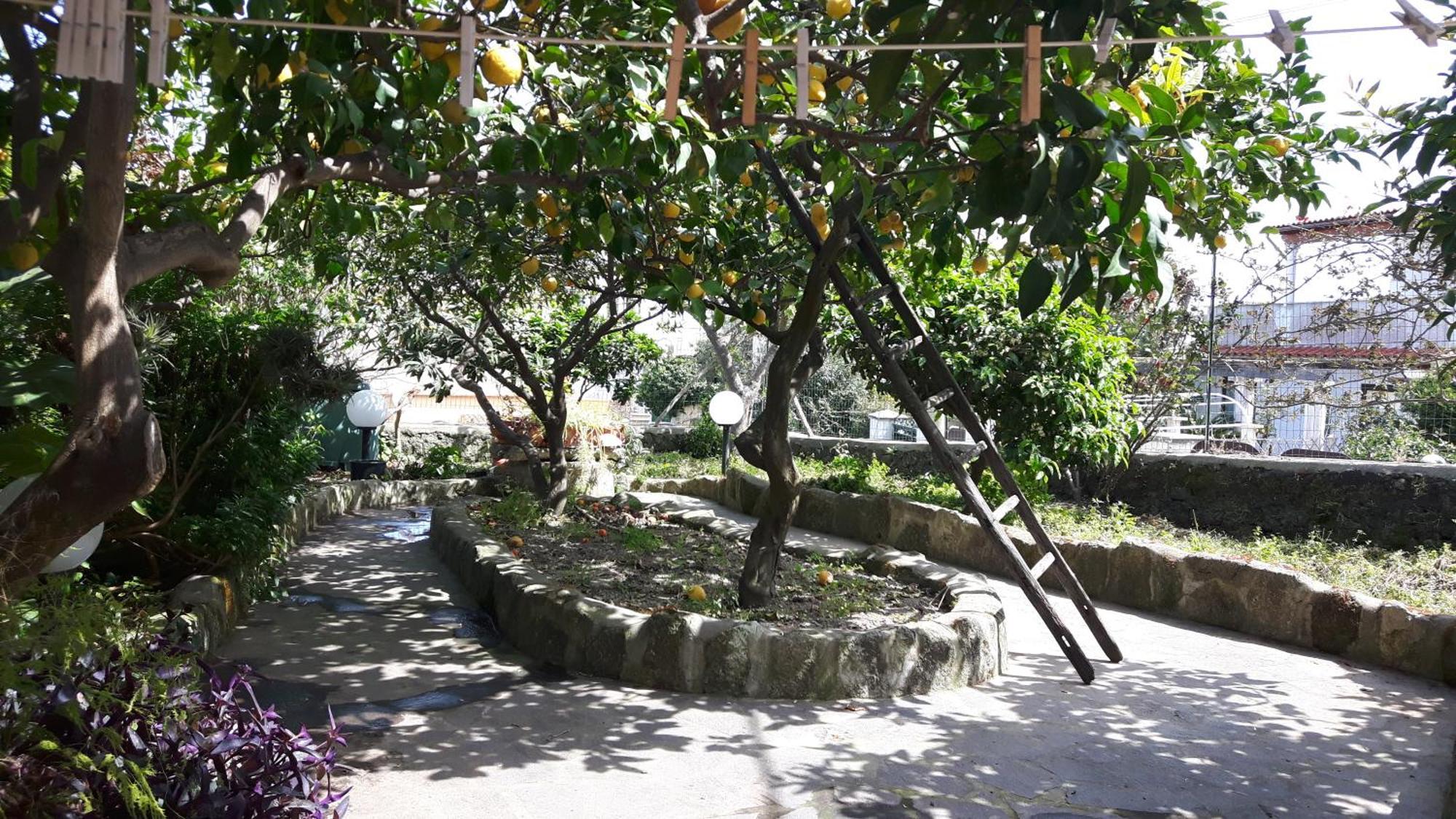 Holiday Apartments Lacco Ameno  Bagian luar foto